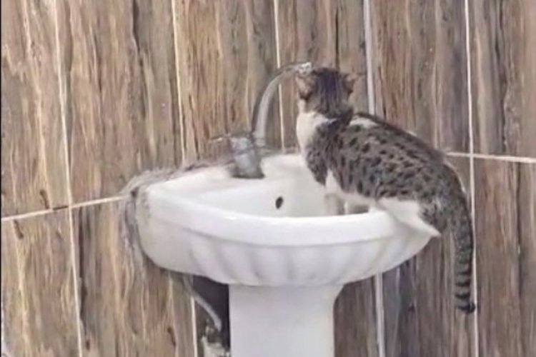 Lavaboya çıkan kedi, musluğu açıp su içti