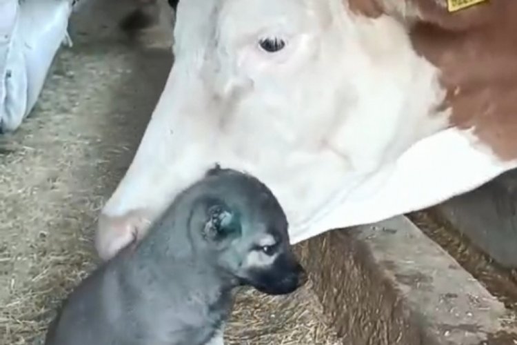 Yalnız kalan yavru kangala inek sahip &ccedil;ıktı
