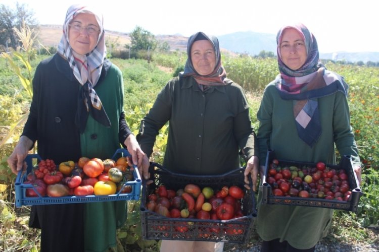 Tek bir bah&ccedil;ede 77 &ccedil;eşit farklı lezzet: 55 &ccedil;eşit domates, 22 &ccedil;eşit biber!