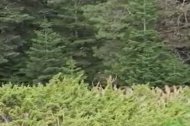 Kastamonu'da ormanlık alanda kızıl geyik g&ouml;r&uuml;nt&uuml;lendi