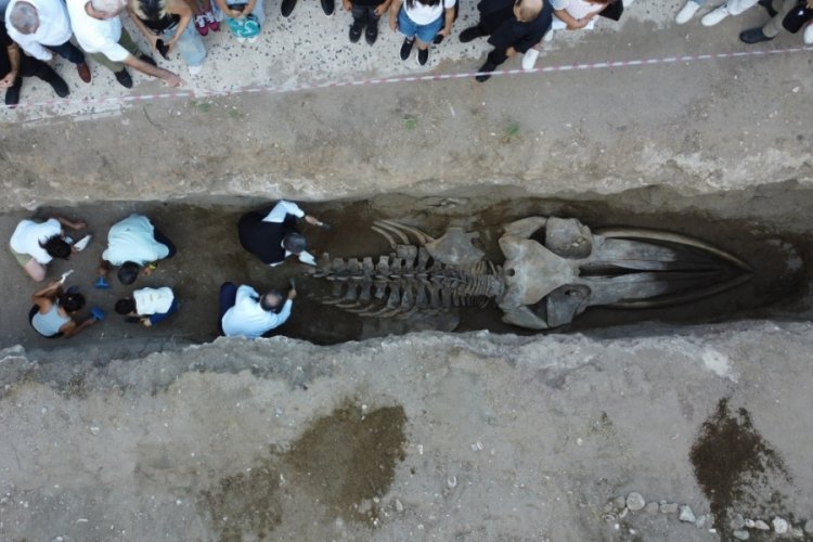 16 metrelik dev balina fosili bulundu