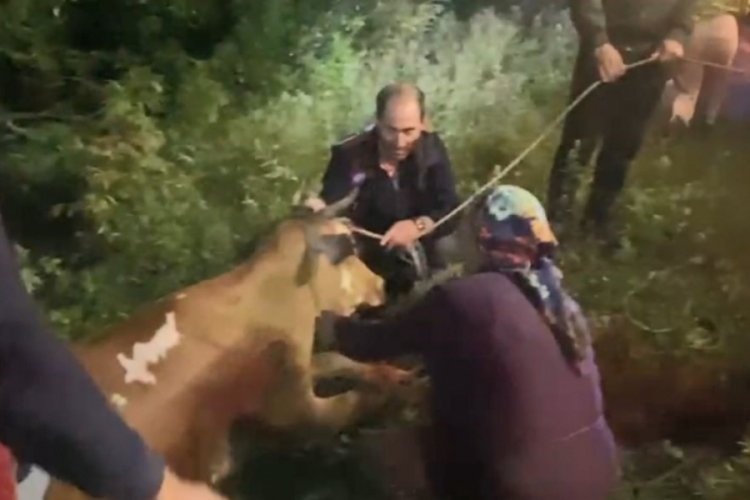 Artvin'de zorlu inek kurtarma operasyonu
