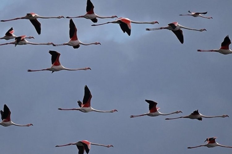 Kuşlar g&ouml;&ccedil; etmeyi bıraktı, doğa alarm veriyor! İnsanlık i&ccedil;in b&uuml;y&uuml;k tehlike