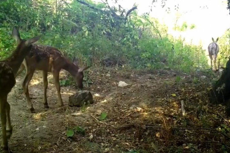 Kızılgeyik ile yavruları Bursa'da g&ouml;r&uuml;nt&uuml;lendi!