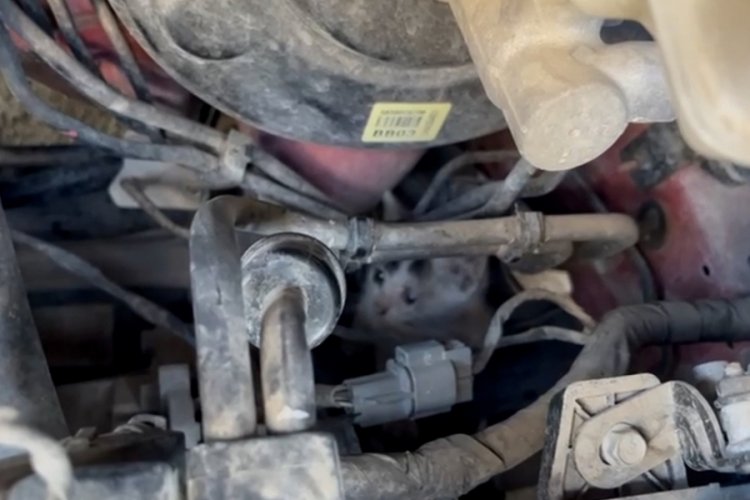 Aracın motoruna giren yavru kedilerin imdadına itfaiye yetişti