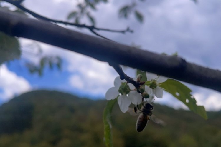 Ekimde bahar havası: Bartın'da ağa&ccedil;lar yeniden &ccedil;i&ccedil;eklendi