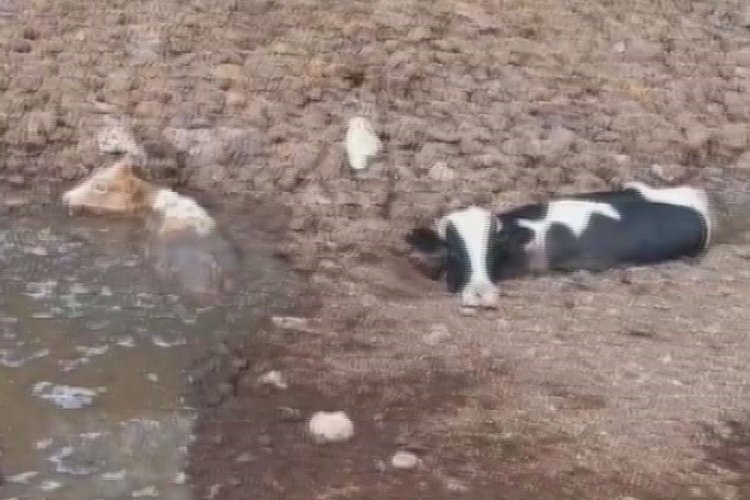 Bal&ccedil;ığa saplanan 3 inek zorlu &ccedil;alışmayla kurtarıldı