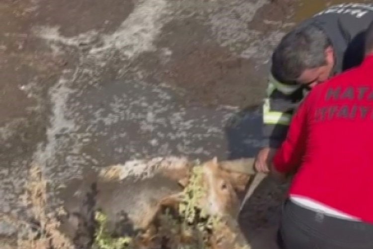 3 inek bal&ccedil;ığa saplandı, kurtarma operasyonu başlatıldı