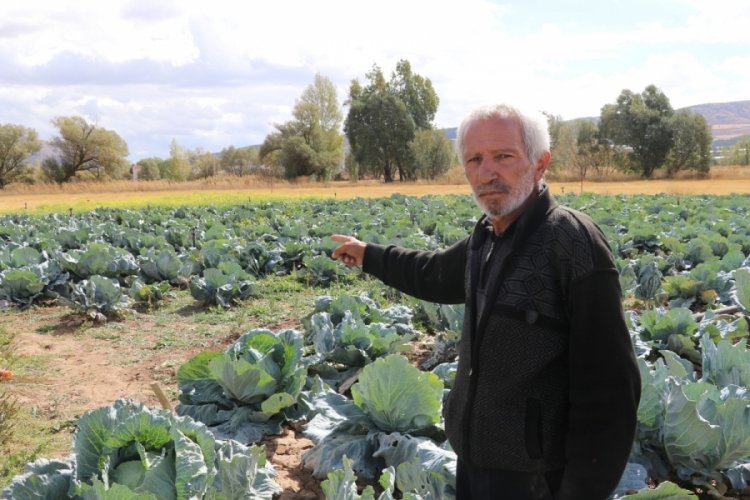 Dev lahanalar iklimin kurbanı oldu, &ccedil;ift&ccedil;iler &uuml;r&uuml;n kaybı yaşadı