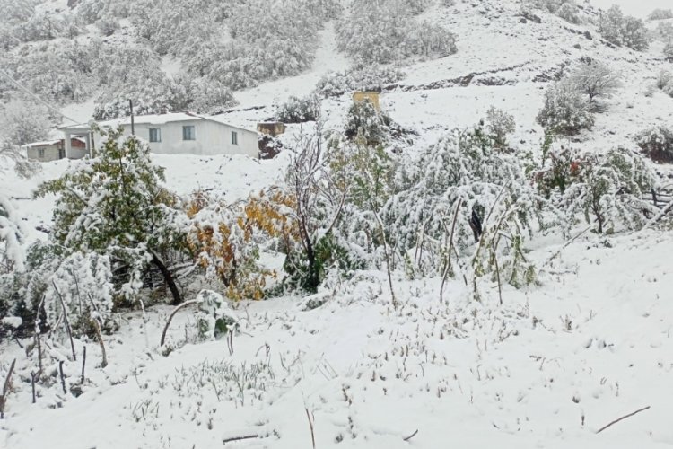 Hasadı yapılmayan ceviz kar altında kaldı