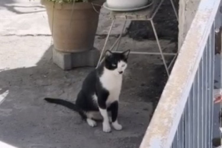 Anne kedinin duygulandıran n&ouml;beti