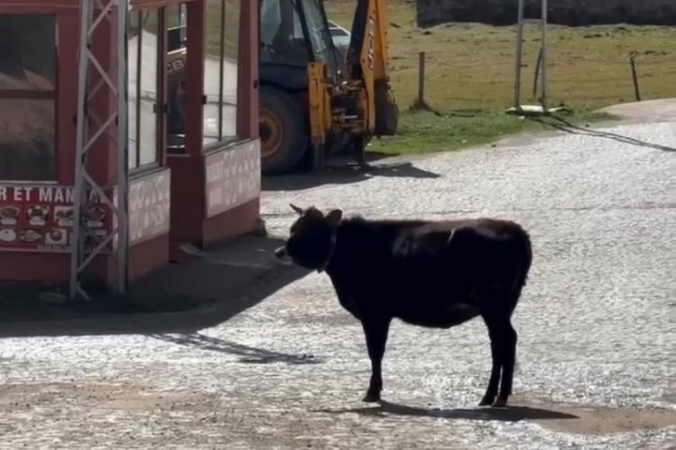 İneklerin y&uuml;rek ısıtan anları! Yayladan ayrılırken...