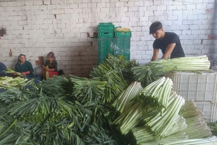 Bursa'daki kışlık &uuml;r&uuml;nlerde hasat başladı! Avrupa pazarına gidiyor...