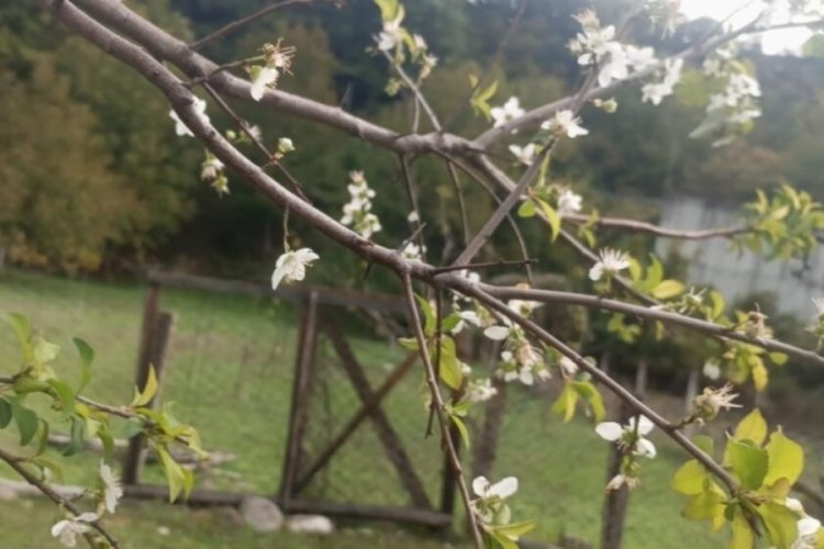 Şaşkına &ccedil;eviren manzara! G&ouml;ren telefona sarıldı