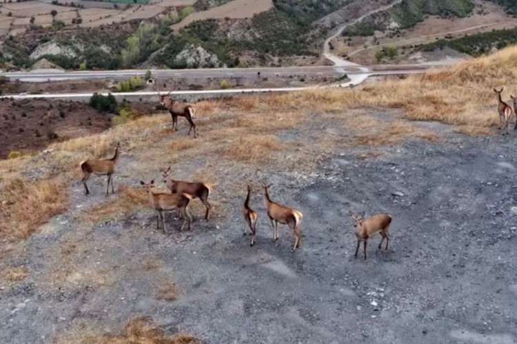 Kastamonu'da kızıl geyikler g&ouml;r&uuml;nt&uuml;lendi