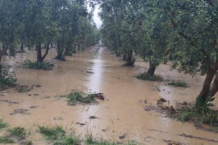 Bursa'da vatandaşa yaramadı ama zeytine can suyu oldu!
