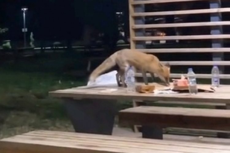 Doğum g&uuml;n&uuml; kutlamasında s&uuml;rpriz! Kendi pastası gibi yedi...