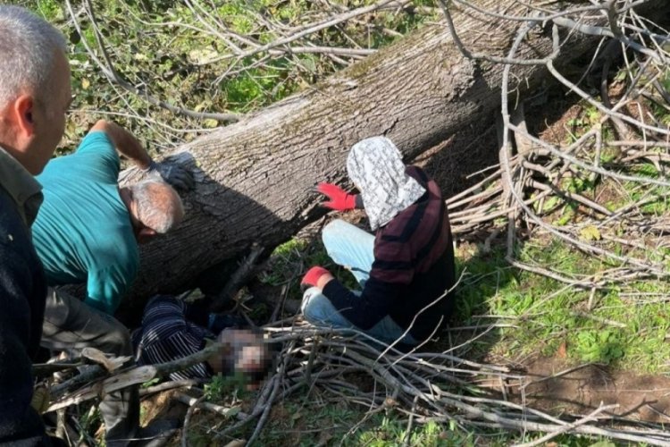 Kestiği ağacın altında kalan kişi yaralandı