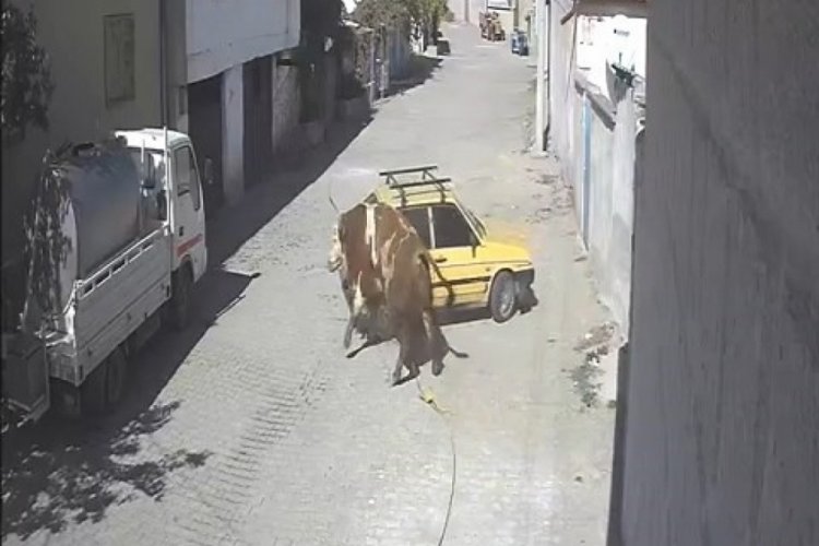 Ahırdan ka&ccedil;an kızgın boğa, hırsını otomobilden &ccedil;ıkarttı