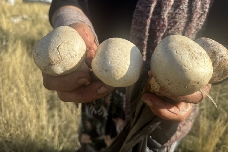 Toroslarda mantar sezonu a&ccedil;ıldı