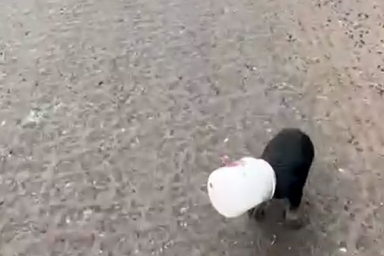 Kamyon s&uuml;r&uuml;c&uuml;s&uuml; yavru k&ouml;peği kurtardı