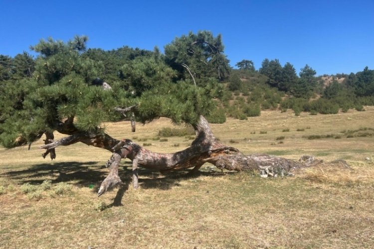 Asırlık &ccedil;amın yaşam m&uuml;cadelesi