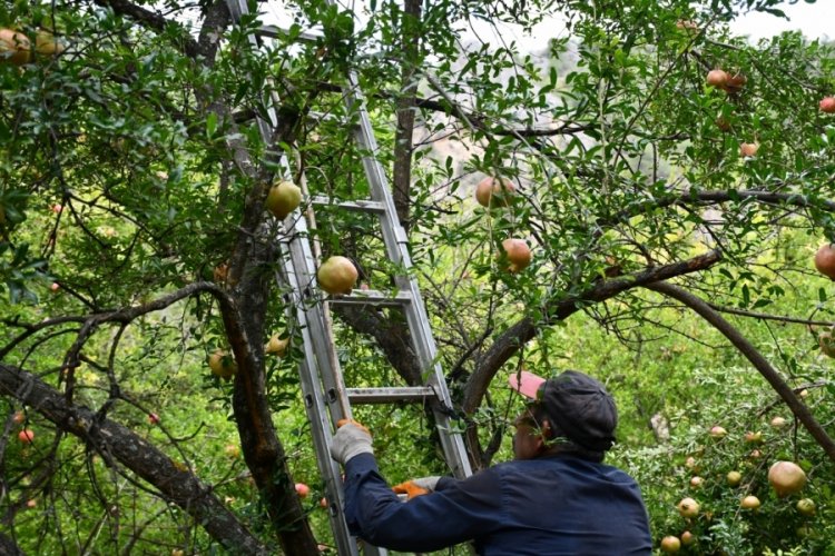Nar &uuml;reticisi, yaktığı ateşle bah&ccedil;esini zirai dondan korudu