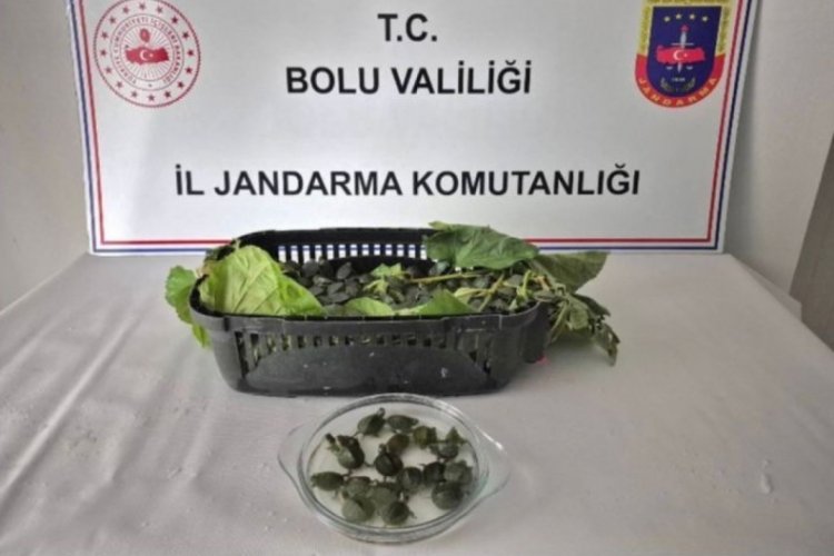 Yolcu otob&uuml;s&uuml;nde 500 yasaklı su kaplumbağası ele ge&ccedil;irildi