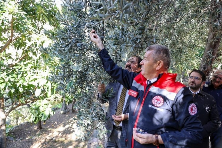 Artvin'de lezzet &ouml;d&uuml;ll&uuml; "Butko zeytini" hasadı başladı
