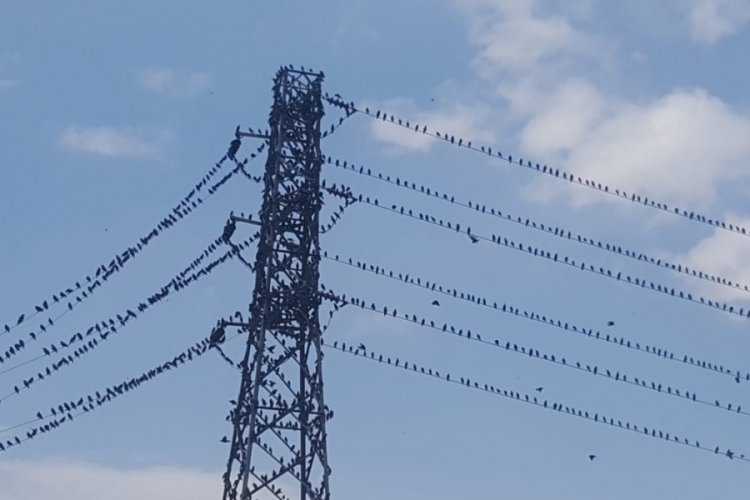 Binlerce kırlangı&ccedil; telleri doldurdu