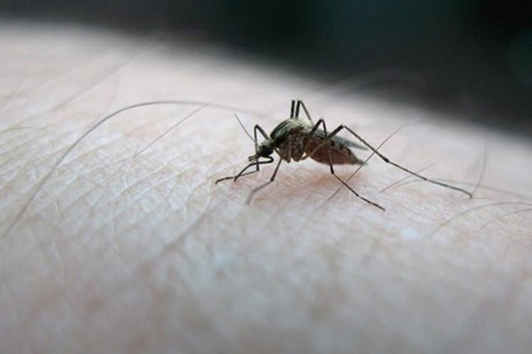 Daha &ouml;nce b&ouml;ylesi yaşanmadı! İzlanda'da ilk defa sivrisinek g&ouml;r&uuml;ld&uuml;