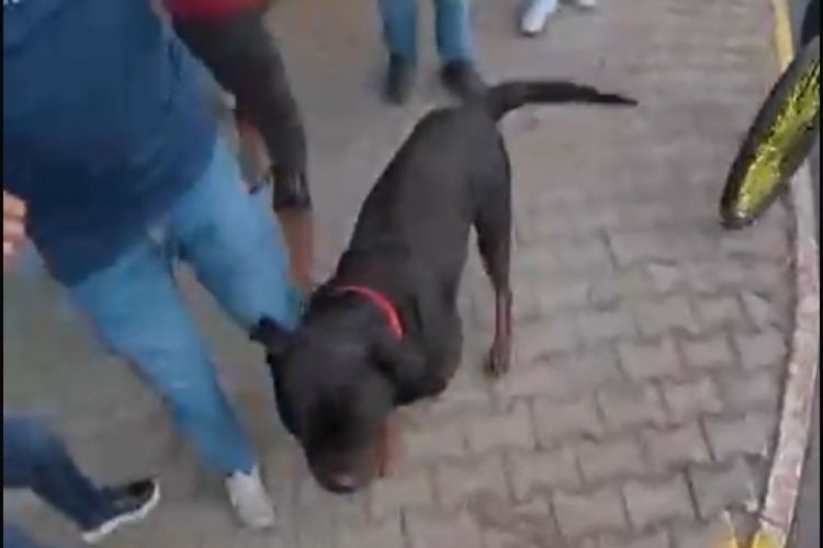 Ağızlıksız gezdirilen 'Rottweiler' dehşet sa&ccedil;tı! O anlar kamerada...