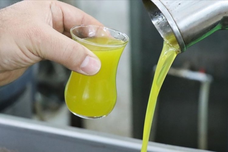 2025-2026 zeytin ve zeytinyağı rekolte tahmini a&ccedil;ıklandı!
