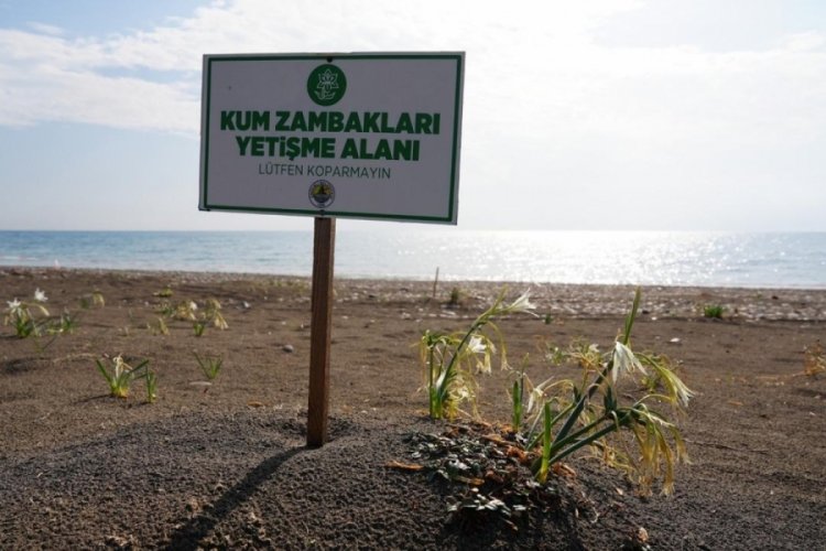 Bu &ccedil;i&ccedil;eği koparmanın cezası 2 milyon 800 bin TL!