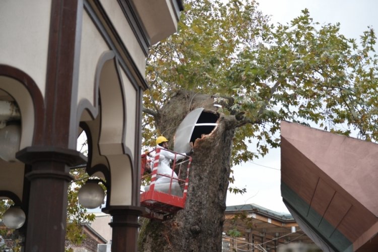 Bursa'nın asırlık ağacı koruma altına alındı! Tarih ayağa kalktı