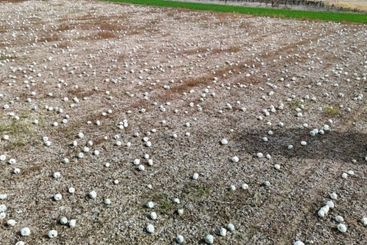 Psikoloji d&uuml;zelten meşhur kabak: "Kestane Kabağı"