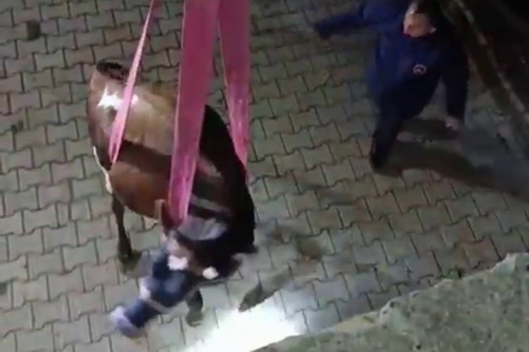 Evin damında mahsur kalan inek vin&ccedil;le kurtarıldı