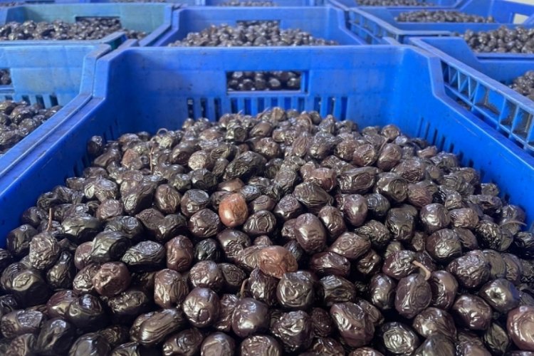 Her 6 sofralık zeytinden birini Bursa ve Balıkesir &uuml;retecek