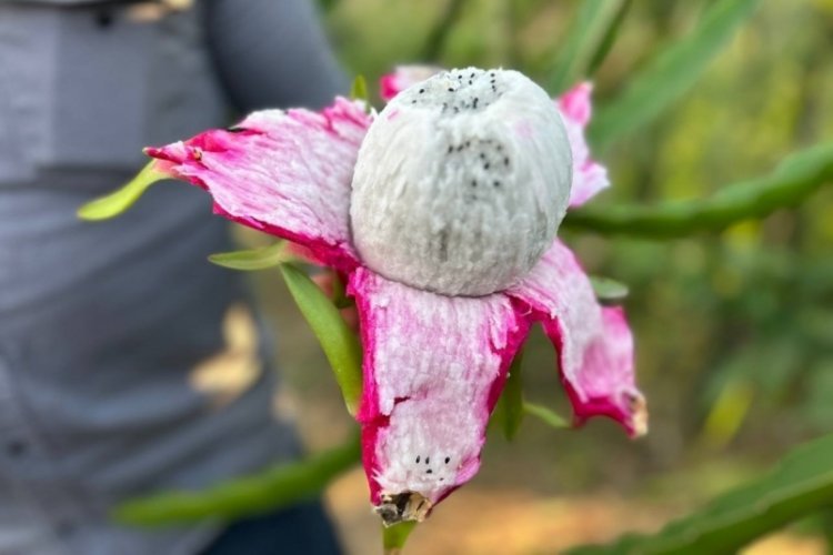 O egzotik meyvenin hasadı başladı: Kilosu tam 180 TL!