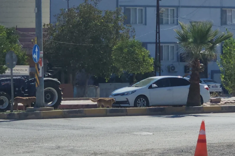 Grup halinde gezen sokak k&ouml;pekleri &ccedil;ocuğa saldırdı!
