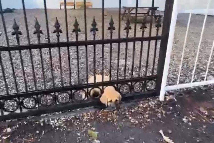 Demir kapıya sıkışan yavru k&ouml;peği itfaiye kurtardı