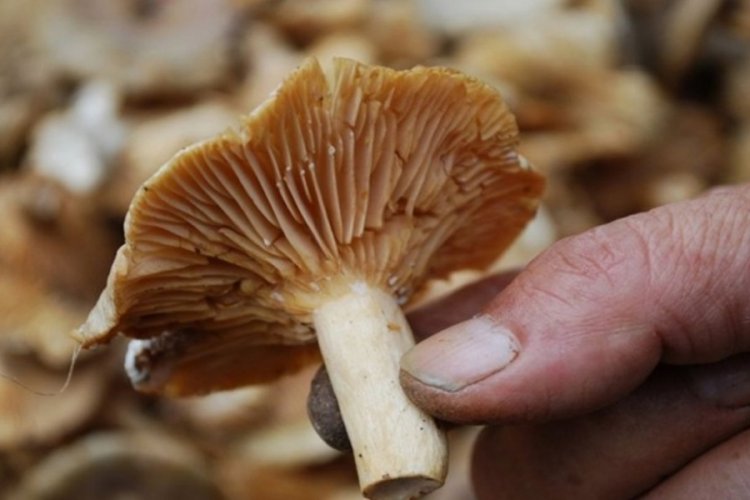 Bursa'da karı koca mantardan zehirlendi
