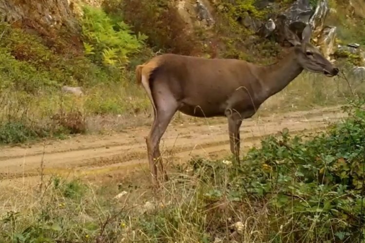 Bursa'da kızılgeyik fotokapanla g&ouml;r&uuml;nt&uuml;lendi