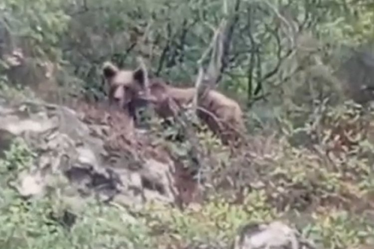 Bursa'da g&ouml;r&uuml;nt&uuml;lendi! Kaymakamlıktan ciddi uyarı geldi...