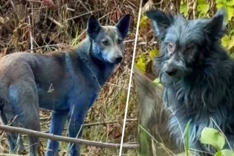 &Ccedil;ernobil'deki k&ouml;peklerde 'mavi t&uuml;y' gizemi! Yetkililer alarma ge&ccedil;ti