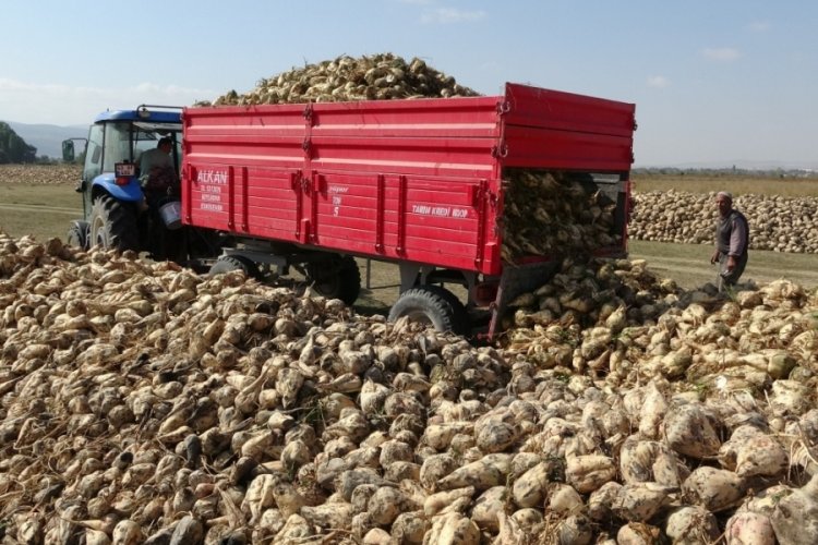 K&uuml;tahya'da hasat başladı! Tonu 2 bin 100 TL