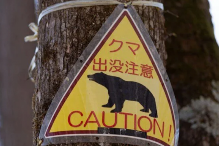 Japonya ayılarla başa &ccedil;ıkamıyor
