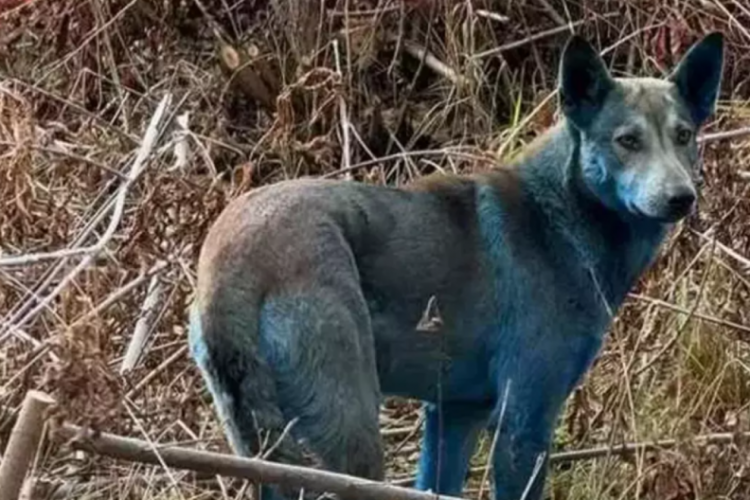 D&uuml;nyayı ayağa kaldıran g&ouml;r&uuml;nt&uuml;ler! K&ouml;pekler mavi renge d&ouml;nd&uuml;