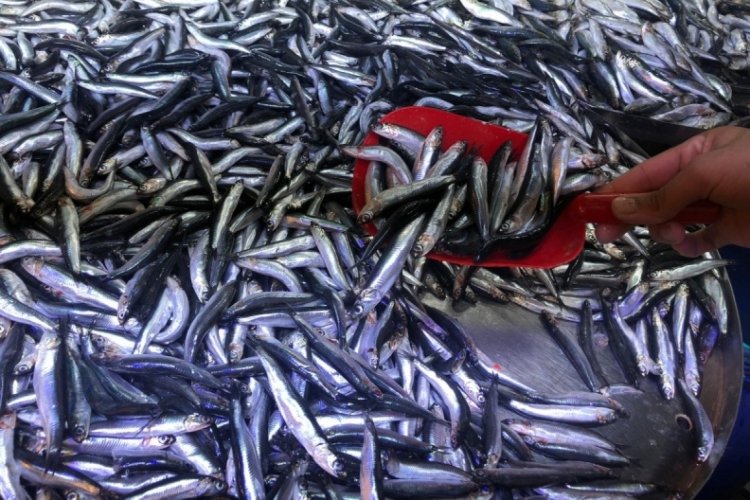 Hamsinin kilosu 50 liraya kadar d&uuml;şt&uuml;