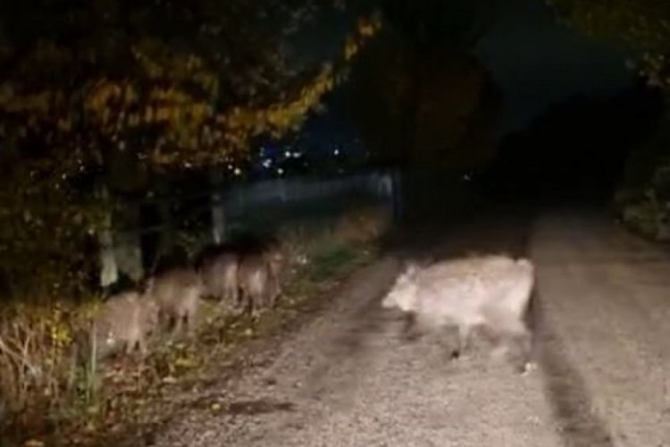 A&ccedil; kalan domuz s&uuml;r&uuml;s&uuml; yola indi